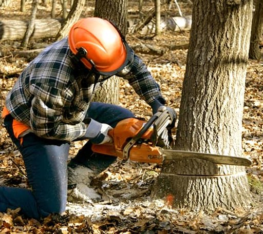 Tree Removal in Spruce Pine, AL